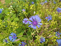 Bleuet (ph. Mrugala F., Chiroubles, juin 2021)(2)